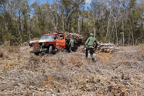 Mata Atlântica em pé 3 Dentro