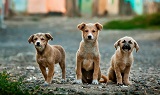 animais domésticos capa