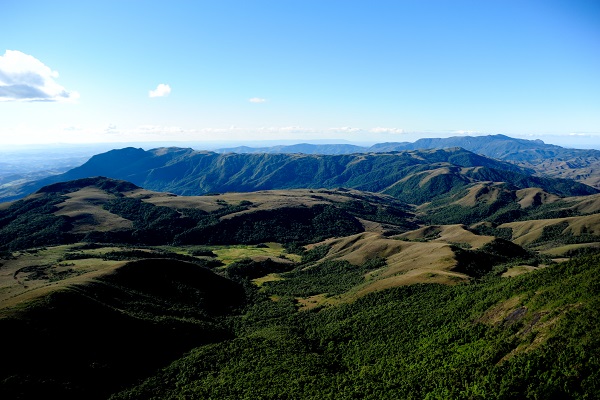 Papagaio Dentro