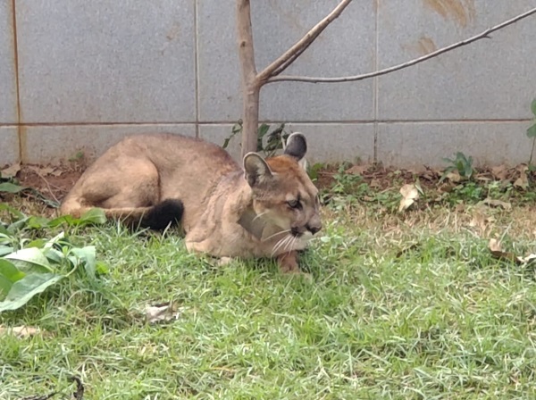 O CETRAS Divinópolis é uma referência no cuidado à fauna silvestre em Minas Gerais, oferecendo  triagem e reabilitação