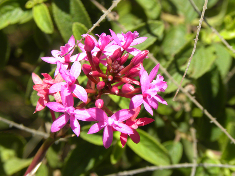 estado-aposta-na-conscientizacao-para-acabar-com-furto-de-especies-nativas-da-flora-botanica_2